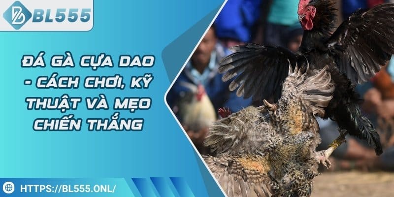 Đá gà cựa dao-Cách chơi, kỹ thuật và mẹo chiến thắng