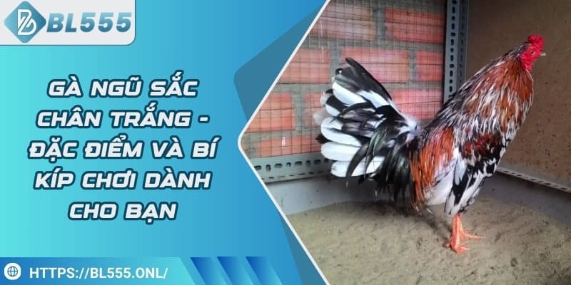 Gà ngũ sắc chân trắng - Đặc điểm và bí kíp chơi dành cho bạn