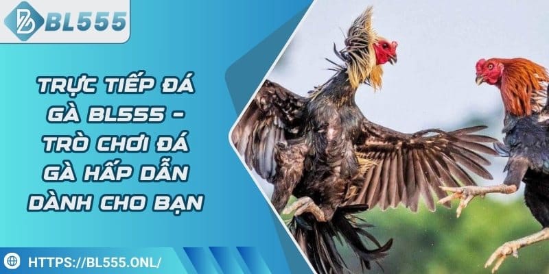 Trực tiếp đá gà BL555 – Trò chơi đá gà hấp dẫn dành cho bạn