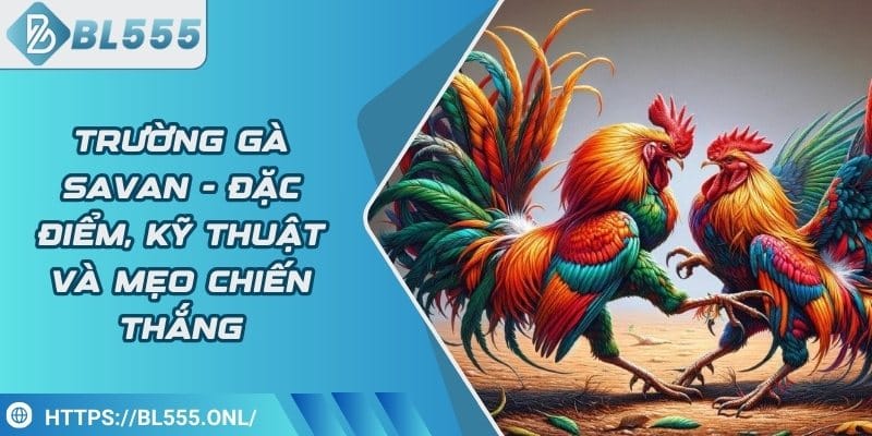 Trường gà Savan- Đặc điểm, kỹ thuật và mẹo chiến thắng