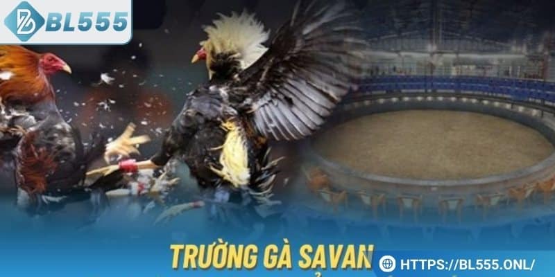 Các loại gà thi đấu tại trường gà Savan