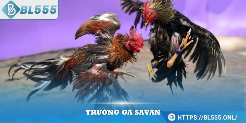 Định nghĩa về trường gà Savan