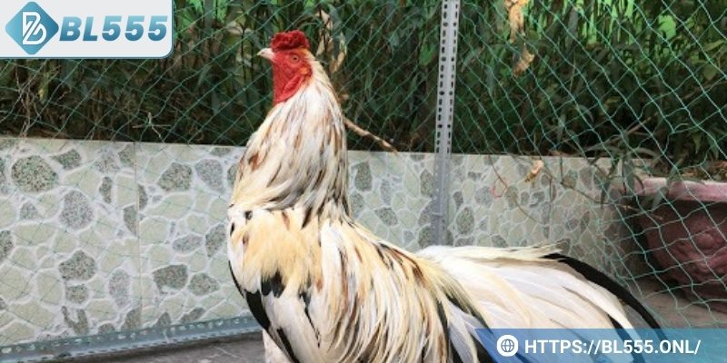 Đọc ngay bí kíp giúp chơi gà ngũ sắc dễ thắng